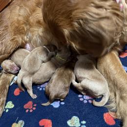 Yellow - Golden male Golden Retriever puppy in Yelm, Washington from Bit O'Heaven Farm