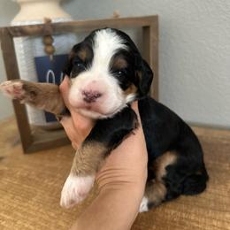 Muffin - Tri-color female Bernedoodle puppy in Waco, Texas from Blessings Pups Doodles