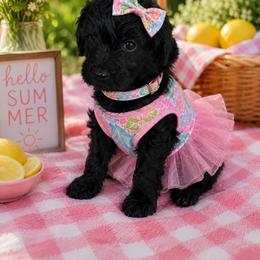 Grey collar - Black female Goldendoodle puppy in Aurora, Illinois from Chicago Goldendoodles