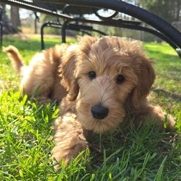 Dustin - Apricot male Goldendoodle puppy in Georgetown, Tennessee from Georgetown Designer & Purebred Puppies