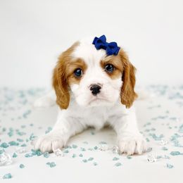 Cavalier King Charles Spaniel and Poodle Puppies from Red Skye Cavaliers