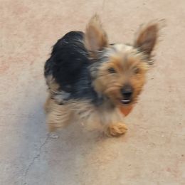 Yorkshire Terrier puppies from RODS Yorkies