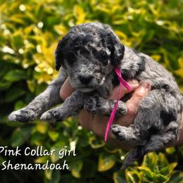 (Pink Collar) Shenandoah - Merle female Goldendoodle puppy in Granite Falls, North Carolina from Carolina Goldendoodles