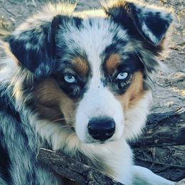 Aussiedoodles and Miniature Australian Shepherds from Zia Desert Aussies