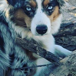Aussiedoodles and Miniature Australian Shepherds from Zia Desert Aussies