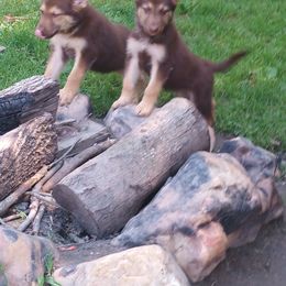 German Shepherd and McNab Puppies from North Star Shepherds