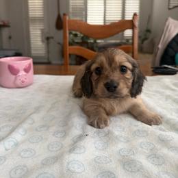 Ray ray - Cream male Dachshund puppy in Fairfield, California from Dawson Creek Doxies