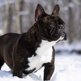 Starry - French Bulldog