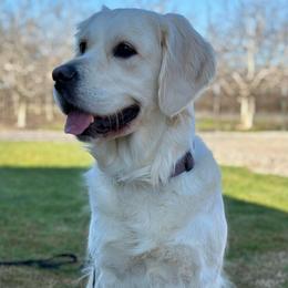Maggie - Golden Retriever