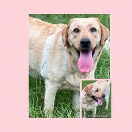 May-May - Labrador Retriever