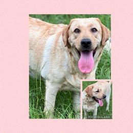 May-May - Labrador Retriever