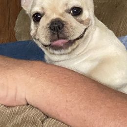 Bulldog and French Bulldog Puppies from DJs Bulldogs