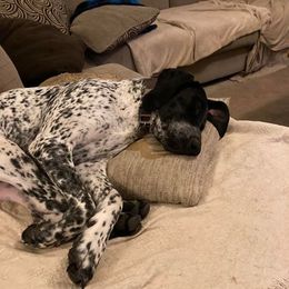 German Shorthaired Pointers from Valerie Ray's German Shorthaired Pointers