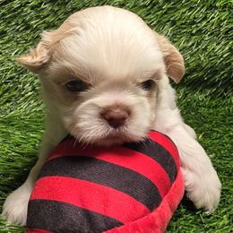 Helio - Liver and white male Shih Tzu puppy in Brighton, Missouri from Morningstar's Shih Tzu