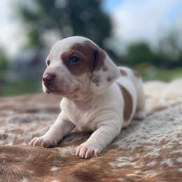 Lemon - Piebald female Dachshund puppy in Purdy, Missouri from Shotgun Pups