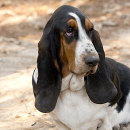 Stella - Basset Hound