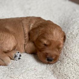French Bulldog and Goldendoodle Puppies from Fox Run Farm