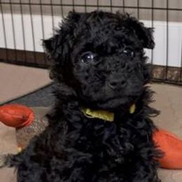 Pumi Puppies from Karizma Pumik