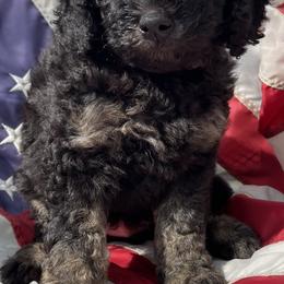 Red Collar (Male) Charlie's Pup - Goldendoodle puppy in Ozark, Arkansas from Mulberry River Poodles and Doodles, LLC.