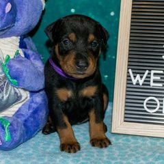 Purple Collar Girl - Black female German Pinscher puppy in Topeka, Kansas from Rhapsody German Pinschers