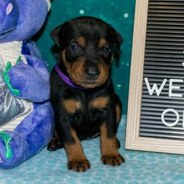Purple Collar Girl - Black female German Pinscher puppy in Topeka, Kansas from Rhapsody German Pinschers