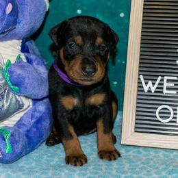 Purple Collar Girl - Black female German Pinscher puppy in Topeka, Kansas from Rhapsody German Pinschers