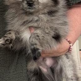 Conway ( Twitty ) - Blue merle male Pomeranian puppy in Jackson, New Jersey from Peapod Pomeranians