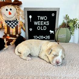 Calvin - Yellow and white male Bernedoodle puppy in Sparrows Point, Maryland from Rosie’s Puppies