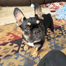 Red girl - Black and tan female French Bulldog puppy in Dowagiac, Michigan from Wonderworld Frenchies Southwest Michigan, LLC