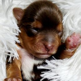 Boy 1 - Yorkshire Terrier puppy in Marble Hill, Missouri from LeGrands Parti Pups