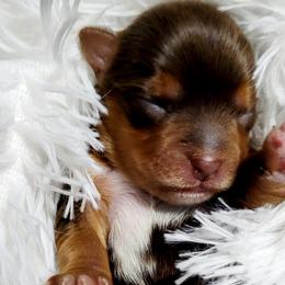 Boy 1 - Yorkshire Terrier puppy in Marble Hill, Missouri from LeGrands Parti Pups