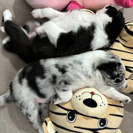 Border Collie Puppies from Roaring River Border Collies