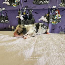 Tarot - Blue merle female Miniature Australian Shepherd puppy in Snowflake, Arizona from Halfpint Aussies