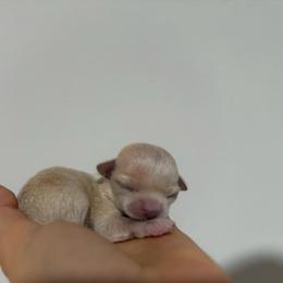 Girl 2 6000 - White female Chihuahua puppy in Miami, Florida from Natalias Tiny Chihuahuas