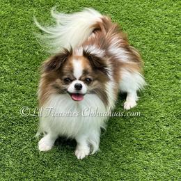 Mr.Fluffybutt - Chocolate brindled fawn male Chihuahua puppy in Anderson, South Carolina from Lil Treasures Chihuahuas