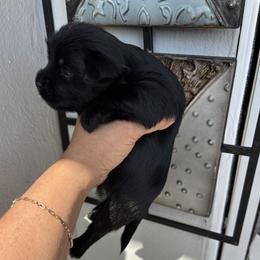 Yorkshire Terrier Puppies from XOXO YORKIES