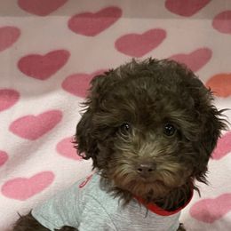 Bentley - Poodle