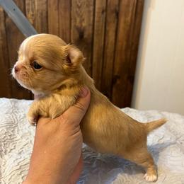 3000 - Red and white male Chihuahua puppy in Harlan, Iowa from Home Grown Chihuahuas From Iowa