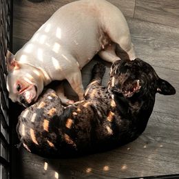 French Bulldog puppies from French Pinsch Mi Doodle Kennels