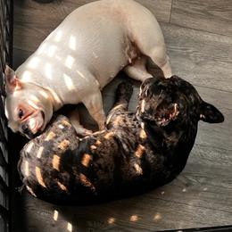 French Bulldog puppies from French Pinsch Mi Doodle Kennels