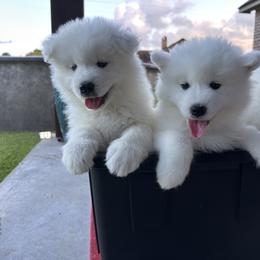 Samoyed Puppies from Southern Roux Samoyeds