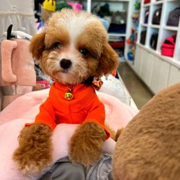 Waffles - Apricot male Maltipoo puppy in Sugar Land, Texas from Celebrity Maltipoos
