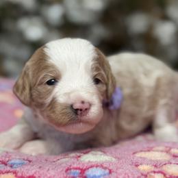 Purple-naomi - Red female Bernedoodle puppy in Yuciapa, California from AlltheDoodlez_