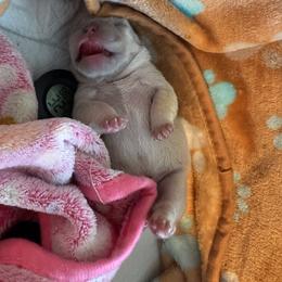 French Bulldog Puppies from Fav Frenchie Boutique