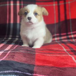 Boy 1 - Red male Pembroke Welsh Corgi puppy in Rosharon, Texas from Morning Glory Corgis