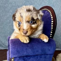 Reva - Red merle female Australian Shepherd puppy in West Union, Iowa from Boundless Hearts Australian Shepherds LLC