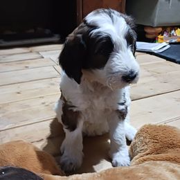 Aussiedoodle Puppies from Lotadoodle Farms