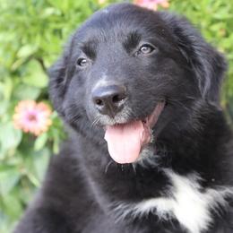 Neddie - Black & white male Australian Shepherd puppy in Hillsboro, Ohio from Sugar Grove Farms