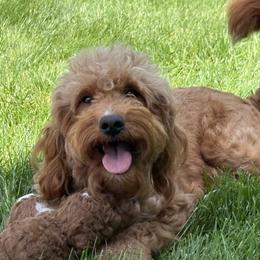 Bella - Goldendoodle