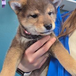 Girl 6 - Sesame female Shiba Inu puppy in Denver, Colorado from Diamonds In The Ruff Boston Terriers